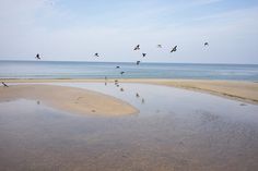 birds are flying over the water and sand at the edge of an ocean shore line