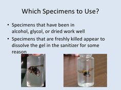 a glass jar filled with liquid and a bee in it, which is the same substance as