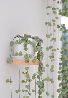 some green plants are growing on the wall