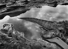 an iguana sitting on top of a rock next to water