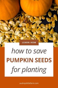 pumpkin seeds with the words learn how to save pumpkin seeds for planting in front of them