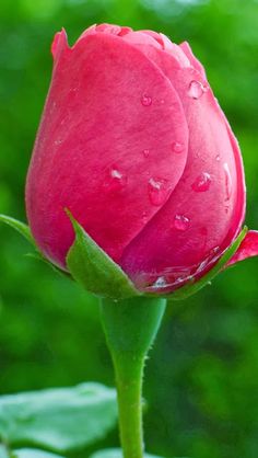 a pink flower with water droplets on it