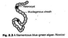 a diagram showing the structure of an animal's teeth