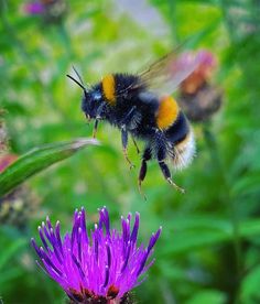 a bee flying over a purple flower with green leaves in the foreground and an instagram caption that reads, it's the best photo i have ever taken and i am so proud