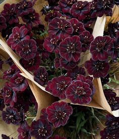 some very pretty purple flowers with brown stems