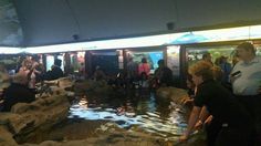 many people are standing around looking at the water in an exhibit area that is filled with rocks and boulders