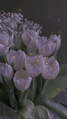 white tulips with sparkling lights in the background