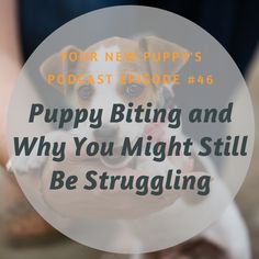 a dog is holding its owner's hand with the words puppy biting and why you might still be struggling