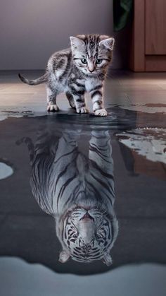 a small white tiger walking across a floor next to a pool of water with it's reflection on the ground