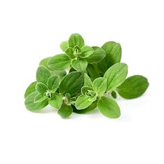 some green leaves on a white background