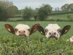 three cows standing in the middle of a lush green field