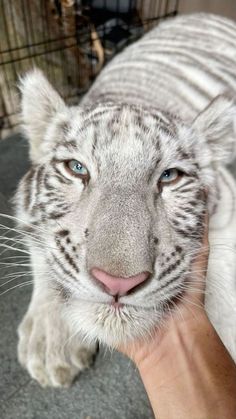 a close up of a person holding a white tiger