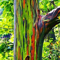 a colorful tree in the forest with lots of green leaves on it's trunk