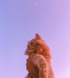 an orange cat sitting on top of a person's arm with the moon in the background