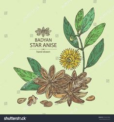 anise with leaves and nuts on the green background, hand drawn illustration in sketch style