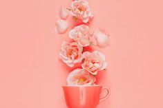 pink roses in a cup on a pink background