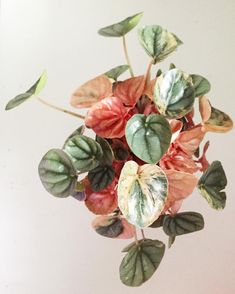 a vase filled with lots of green and pink flowers on top of a white table