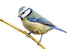 a blue and white bird sitting on top of a tree branch next to a twig