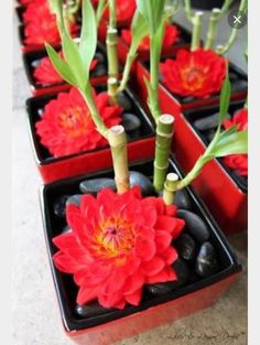 there are many red flowers in the planters on the floor next to each other