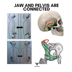 Tongue Posture, Tongue Muscles, Punkty Spustowe, Nervus Vagus, Embryonic Development, Craniosacral Therapy, Yoga Anatomy, Muscle Anatomy