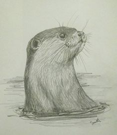 a pencil drawing of an otter in the water