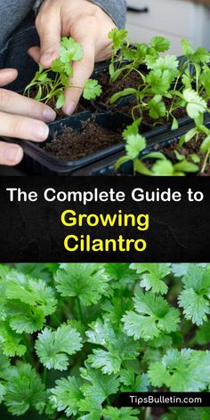 the complete guide to growing cilantro for beginners and growers in containers