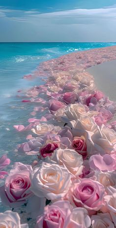 pink and white roses are lined up along the beach