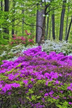 purple and white flowers are in the middle of a wooded area with trees on either side