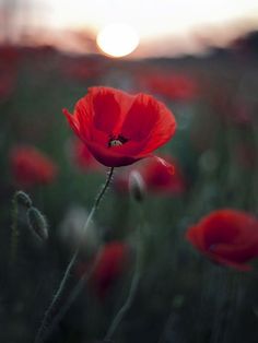 a field full of red flowers with the sun in the background