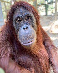 an orangutan sitting on the ground looking at the camera