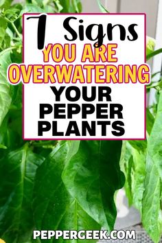 there is a sign that says, signs you are overwatering your pepper plants