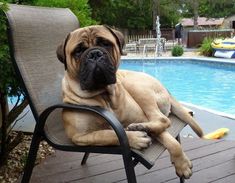 a brown dog laying on top of a chair next to a pool