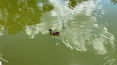 a duck swims in the water near some trees