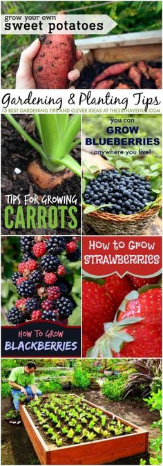 gardening and planting tips for beginners how to grow strawberries, sweet potatoes, blueberries, beets