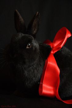 a black rabbit with a white ribbon around its neck and ears, sitting in the dark