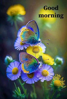 two butterflies sitting on top of purple flowers with the words good morning in front of them