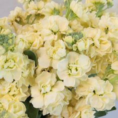 a vase filled with white flowers on top of a table