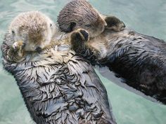 two baby otters cuddle on their mother's back as they float in the water