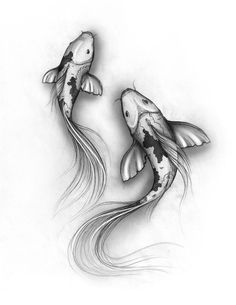 two black and white koi fish with long hair on their tails, facing each other