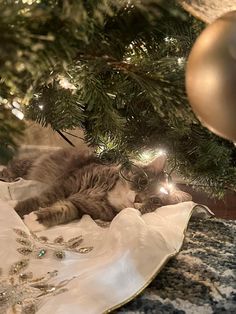 a cat is laying under the christmas tree