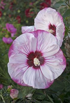 two pink and white flowers in the middle of some green plants with red tips on them