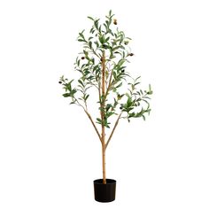 an olive tree in a black pot on a white background