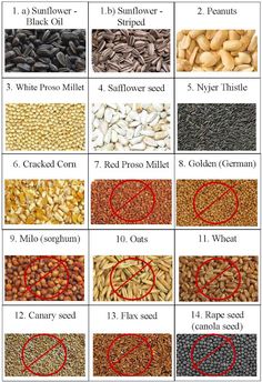 an image of different types of seeds