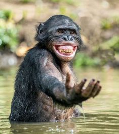 a smiling chimpan standing in the water with his hands out and mouth open