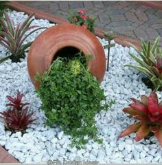 an assortment of plants and rocks in a planter