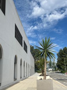 a palm tree in front of a white building