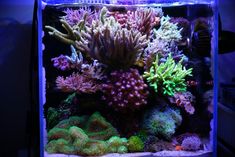 an aquarium filled with lots of different types of corals and algae in blue light