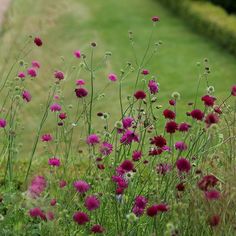 some pink flowers are growing in the grass