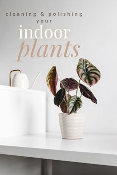 a houseplant plant sitting on top of a white shelf