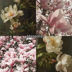 four different types of flowers with the words magnolias above them and below it